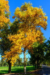 Naklejka premium The Monza park at October