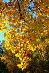 The Monza park at October