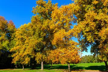 The Monza park at October