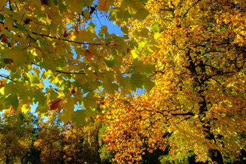 The Monza park at October