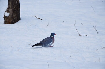 wood pigeon in a snowy park on a frosty winter day