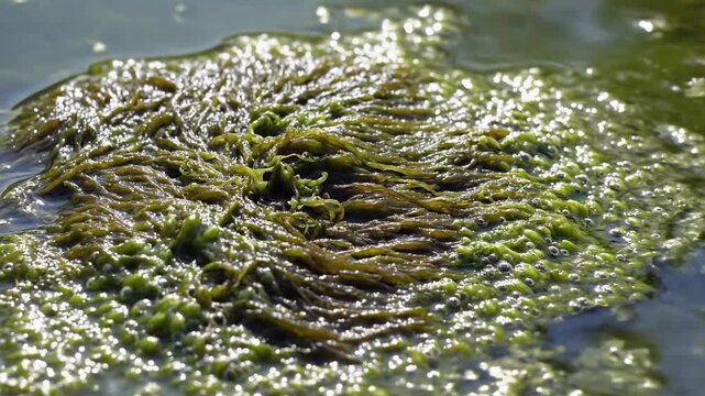Close-up View of Green Algae Covered Surface in Aquatic Environment