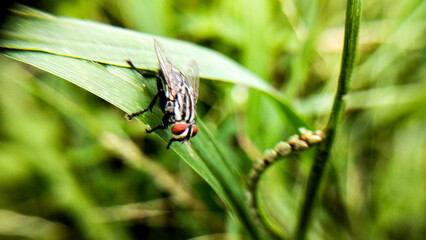 Fly resting on a green leaf 1.