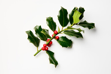 Holly leaves with red berries on white background. Winter natural decoration.