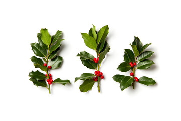 Fototapeta premium Real, freshly picked holly branches on a white background. Natural Christmas holly sprigs arranged in a row.