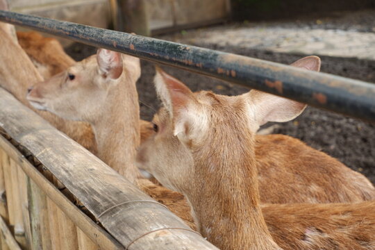 Close up Herd of Timorese Deer in Captivity at Zoo