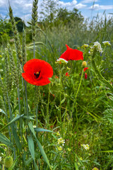 Green summer colors light up the countryside among old wooden houses and ancient churches in Ukraine, creating a warm nostalgic atmosphere.
