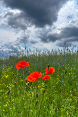 Green summer colors light up the countryside among old wooden houses and ancient churches in Ukraine, creating a warm nostalgic atmosphere.
