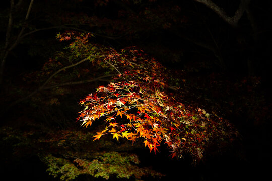 Illuminated Autumn Leaves at Mifuneyama Rakuen Night Light-Up - Takeo Saga Japan
｜御船山楽園 紅葉ライトアップ - 佐賀県武雄市