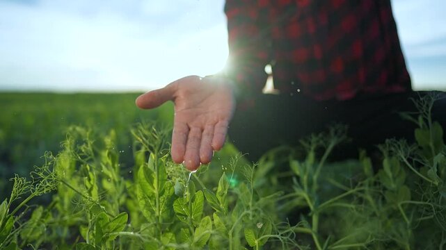 Soil embraces roots as hand shares water drop with leaf. Green plant feels nature care. Water drips from hand bringing life to leaf. Growth begins deep in soil, water drop by water drop hand tending.