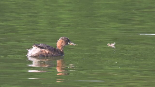 Little Grebe or Dabchick (Tachybaptus ruficollis) adult eating a fish it has caught before diving for another. August, Kent, UK Slow motion x5