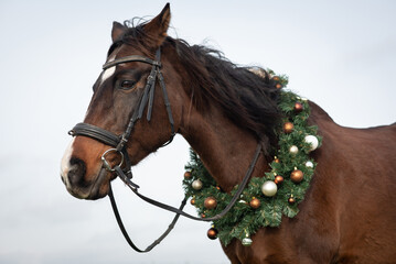 Close-up of the muzzle of a brown horse decorated with a Christmas wreath with New Year's balls, a symbol of 2026.