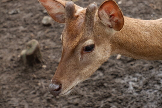 Close-up Brown Eld's Deer Head Portrait in Natural Habitat