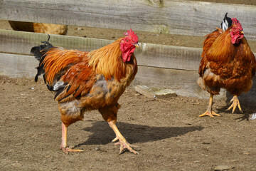 Vibrant roosters in rural farm setting with wooden fence