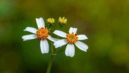 Delicate White Flowers with Yellow Centers in Natural Setting.