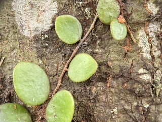 Close-up of Oakleaf Fern (Drynaria) growing on tree bark. Rounded, green leaves climb the rough, dark brown wood texture.