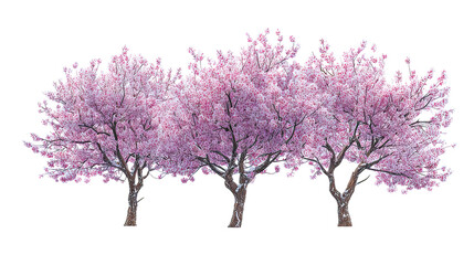 Three frost-covered plum blossom trees with pink flowers side by side on transparent background
