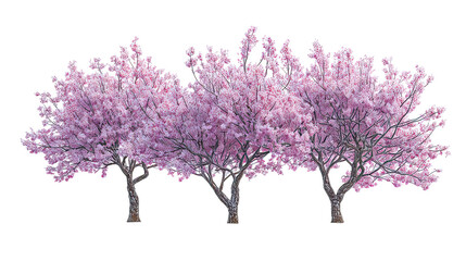 Three frost-covered plum blossom trees with pink flowers side by side on transparent background