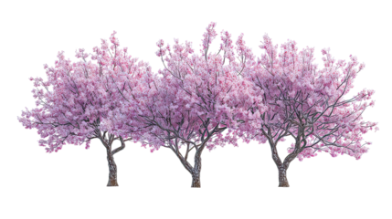 Three frost-covered plum blossom trees with pink flowers side by side on transparent background