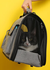 Vertical photo format. A Stylish Cat Carrier featuring an adorable Cat against a Bright Background that pops