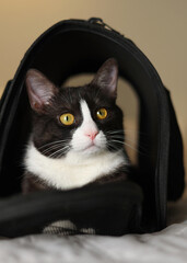 Vertical photo format. A Stylish Cat Carrier featuring an adorable Cat against a Bright Background that pops