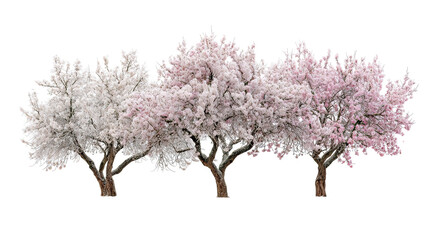 Three frosty almond blossom trees with white and pink flowers on transparent background