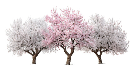 Three frosty almond blossom trees with white and pink flowers on transparent background