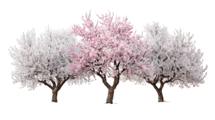 Three frosty almond blossom trees with white and pink flowers on transparent background