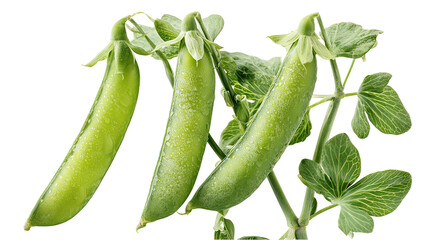 Three green pea plants side by side with pods on transparent background