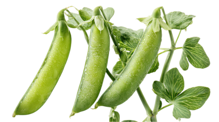 Three green pea plants side by side with pods on transparent background