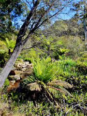 A stream runs through the eucalyptus forest in the Blue Mountains of Australia. 