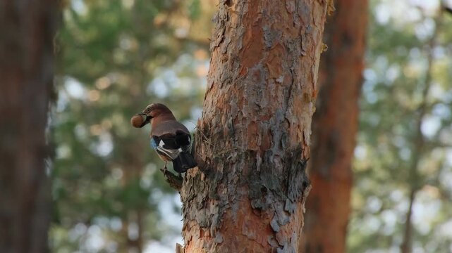 A jay bird sits on a pine tree, holding a walnut in a key, and then flies away with it. Feeding birds in the forest