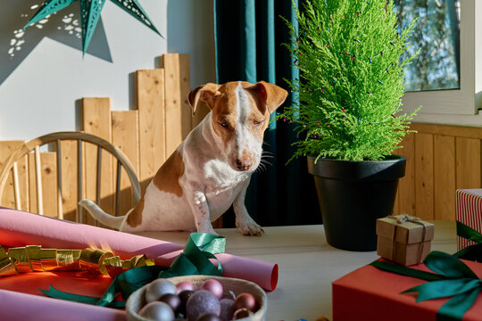Portrait of Jack Russell Terrier Dog near xmas tree on the table with christmas adobes at home