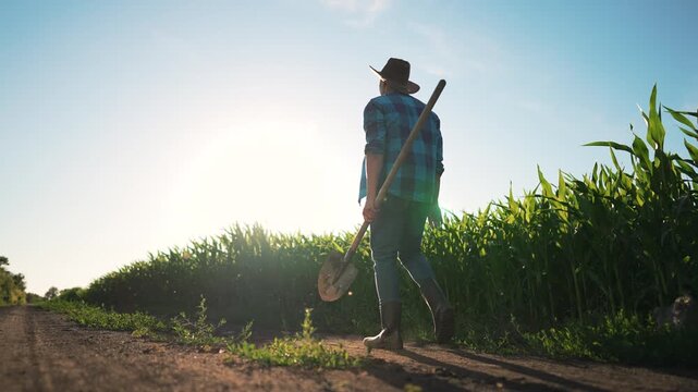 Walking with shovel toward corn field under bright sun, farmer in hat walks along dirt road beside tall crop wearing boot, silhouette backlit by sun while shovel rests on shoulder leaving dust trail