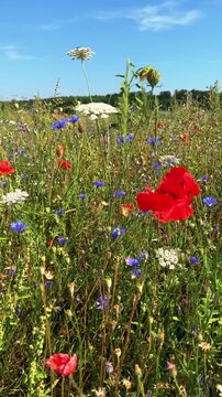 Explore a vibrant meadow filled with wildflowers..