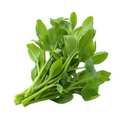 Fresh, vibrant green leafy vegetable cluster (3)