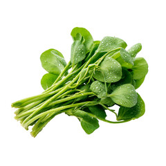 Fresh green pea shoots, clustered stems and leaves