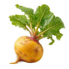 Yellow turnip with vibrant green leaves