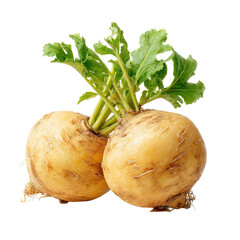 Two pale yellow turnips with green leaves