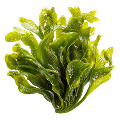 Close-up of vibrant green seaweed (6)