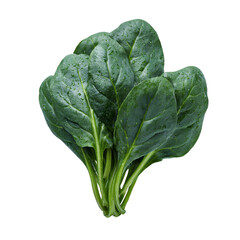 Fresh spinach leaves, wet and vibrant green