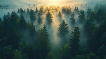Fototapeta premium Sunlit Forest Canopy - A Misty Morning Landscape.