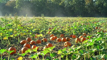 Orange pumpkins in field, harvested autumn crop with trees in background, for harvest and autumn