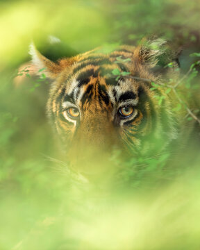 head shot of wild indian male bengal tiger or panthera tigris face tight close up or portait with eye contact and natural green background in wildlife safari at national park forest reserve india asia