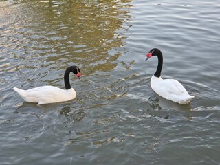Two white-bodied black-necked swans with red beaks swim towards each other on a choppy body of water.