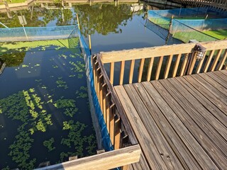 Elevated view of a weathered wooden deck and railing overlooking a canal or pond with sections fenced off by blue netting and covered with green aquatic plants.