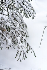 Close-up of coniferous tree branches covered with snow, spruce or pine in a forest with snowdrifts, winter landscape