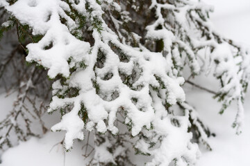 Snow-covered branches of evergreen spruce tree in a winter landscape. The scene captures the beauty of nature during the snowy season
