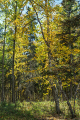 Obraz premium Forest with trees that are yellow and brown