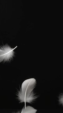 Graceful white feathers softly adrift against a profound black backdrop, symbolizing purity, lightness, and gentle tranquility in a minimalist composition